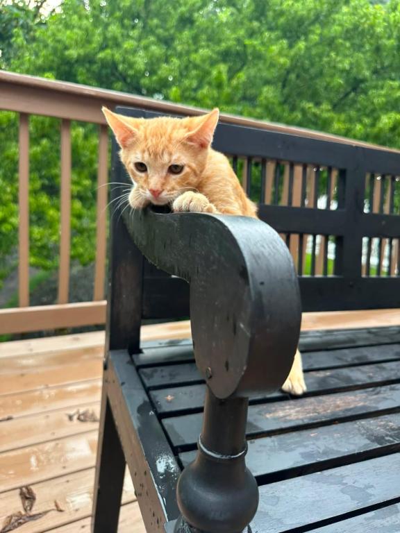 Bobtail Breed American Bobtail Without  Ginger Boy photo 1