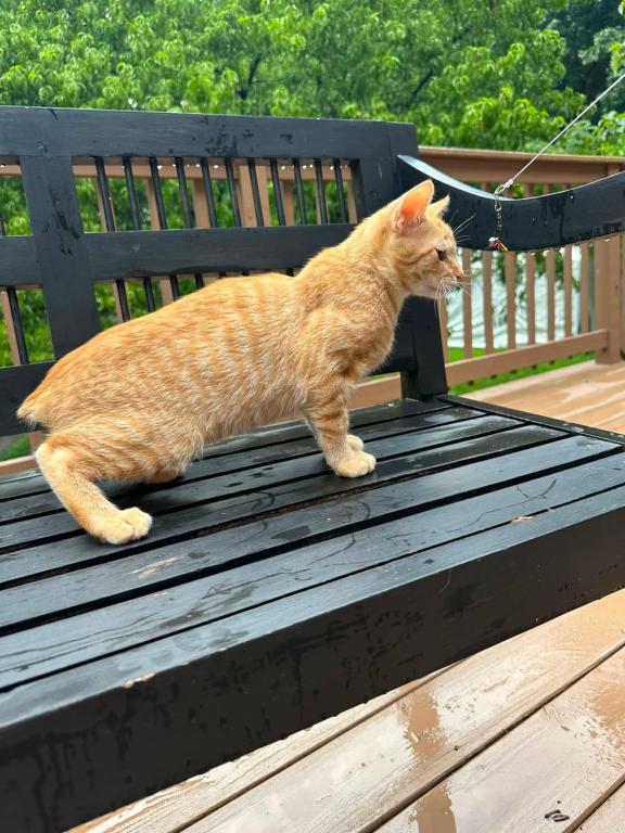 Bobtail Breed American Bobtail Without  Ginger Boy photo 13
