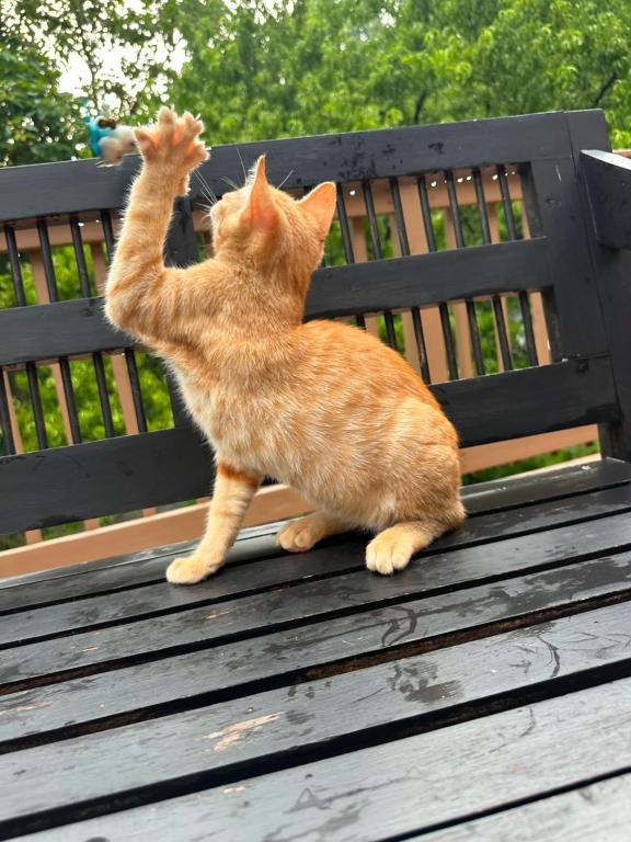 Bobtail Breed American Bobtail Without  Ginger Boy photo 2