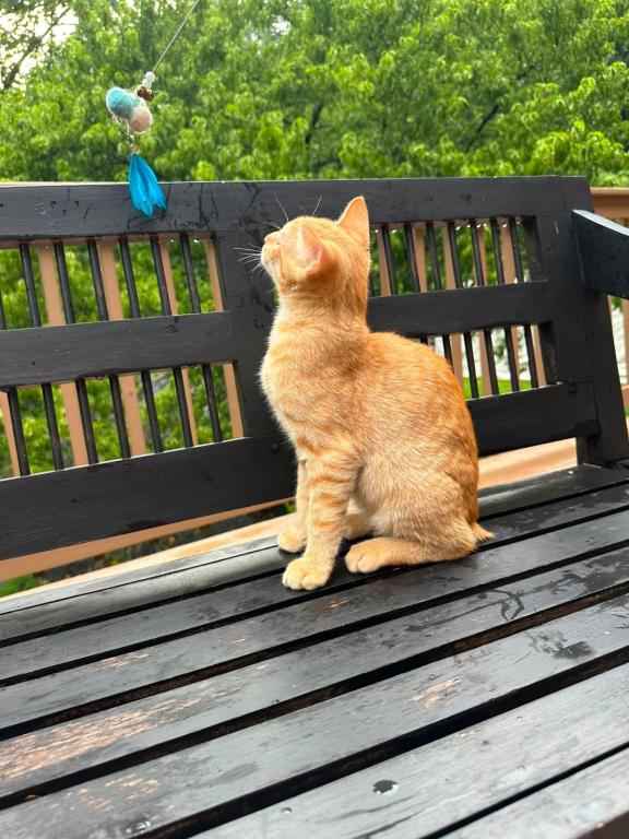 Bobtail Breed American Bobtail Without  Ginger Boy photo 6