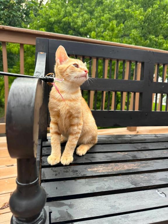 Bobtail Breed American Bobtail Without  Ginger Boy photo 15