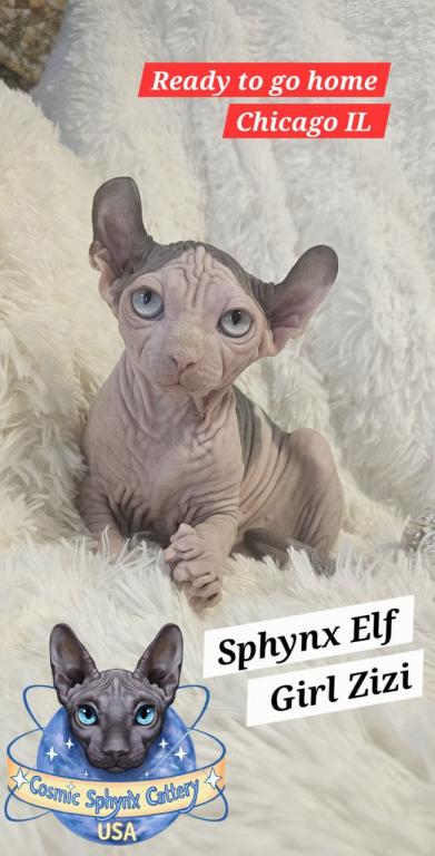 Sphynx Boys And Girls TICA Ready To Go Home photo 4