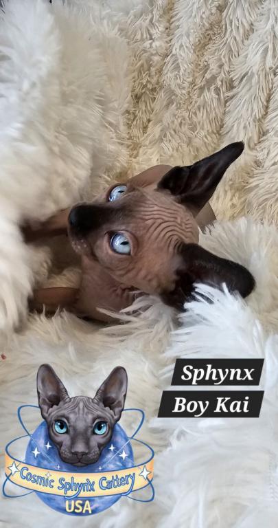 Sphynx Boys And Girls TICA Ready To Go Home photo 3