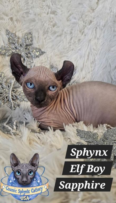 Sphynx Boys And Girls TICA Ready To Go Home photo 9
