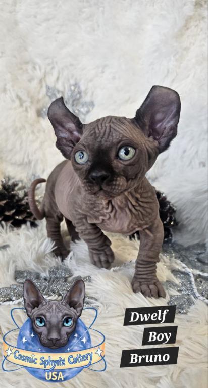 Sphynx Boys And Girls TICA Ready To Go Home photo 8