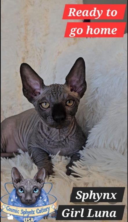Sphynx Boys And Girls TICA Ready To Go Home photo 7