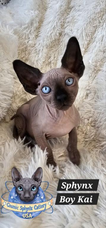 Sphynx Boys And Girls TICA Ready To Go Home photo 1