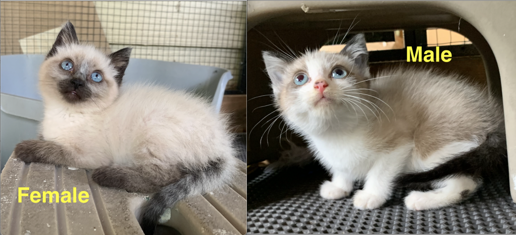 Siamese Kittens photo 1