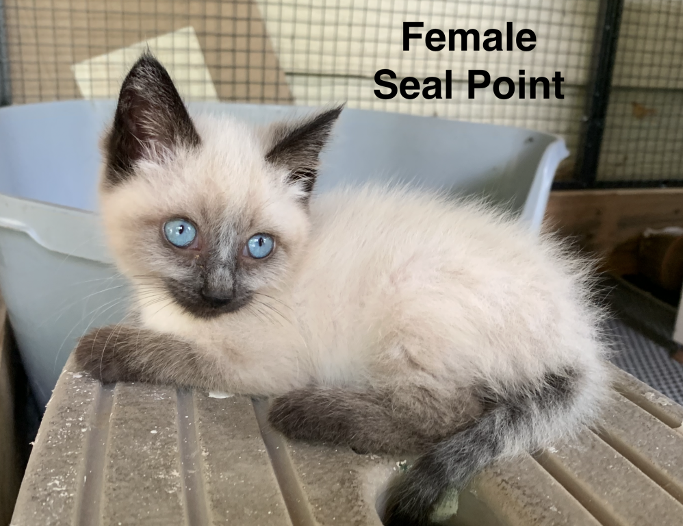 Siamese Kittens photo 5