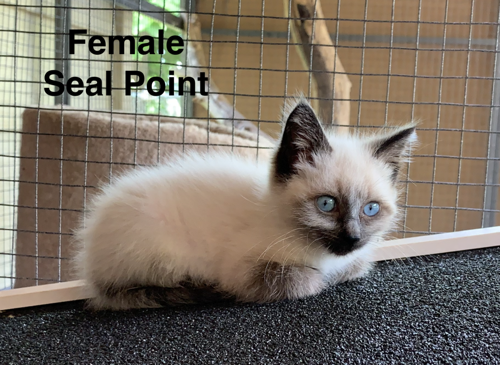 Siamese Kittens photo 3