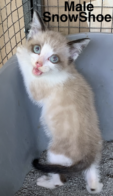 Siamese Kittens photo 4