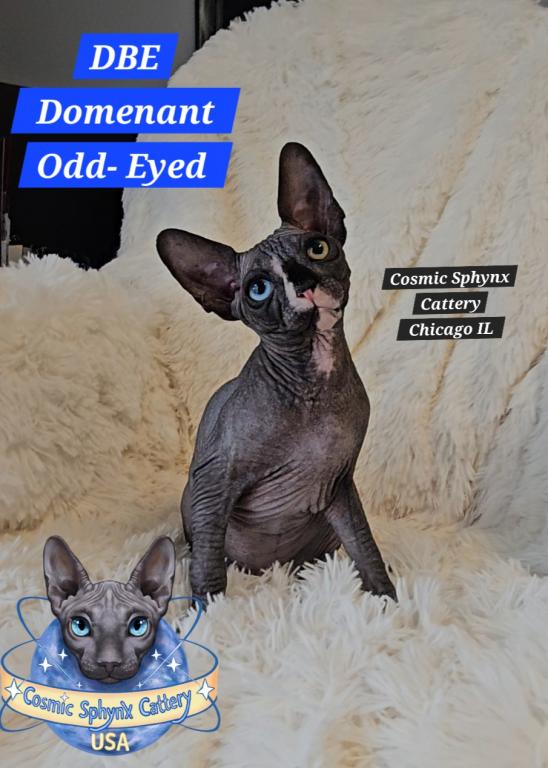 DBE Odd Eyed Sphynx Kittens photo 1