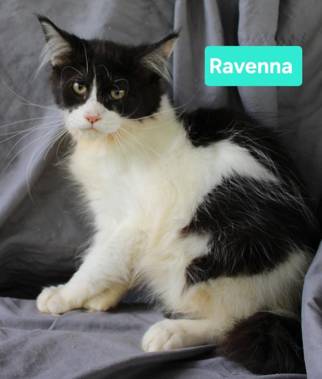 Ravenna Tica Health Tested Parents Price Reduced photo 1