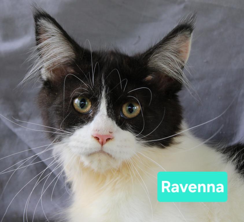 Ravenna Tica Health Tested Parents Price Reduced photo 2