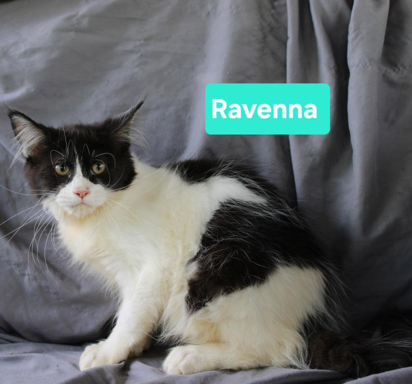 Ravenna Tica Health Tested Parents Price Reduced photo 5