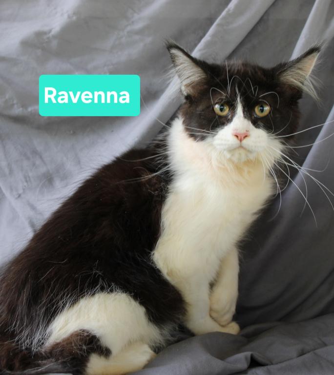 Ravenna Tica Health Tested Parents Price Reduced photo 4
