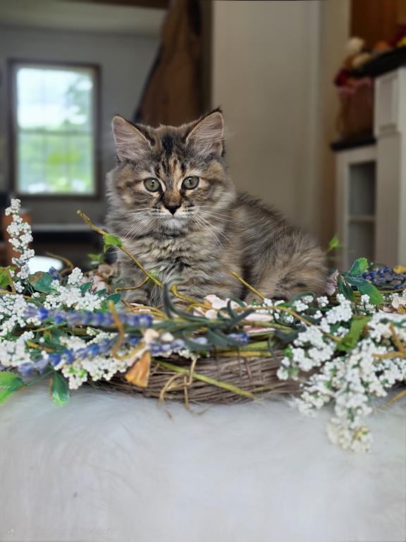 Hazel photo 2