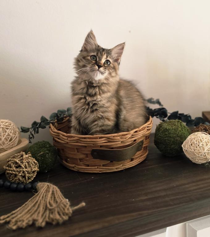 Hazel photo 3