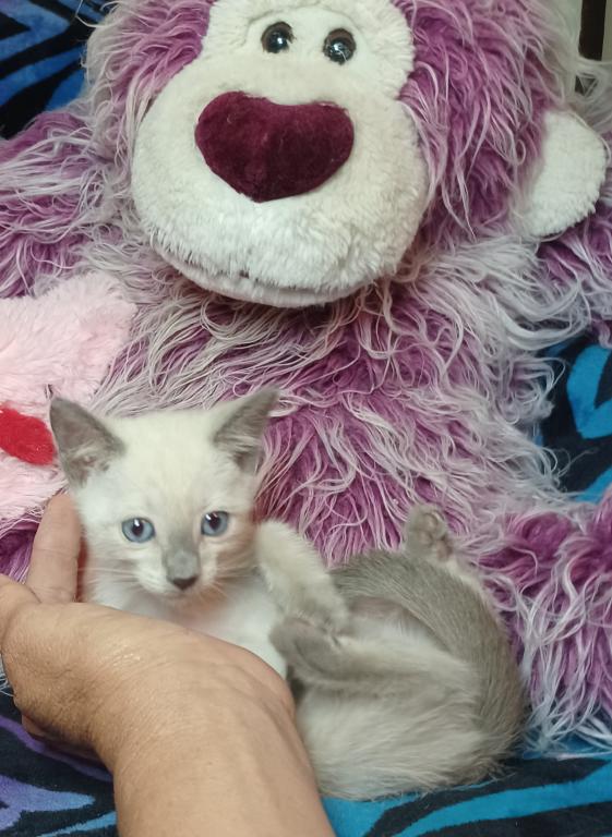 Zoe A Girl Lilac Point Siamese photo 7
