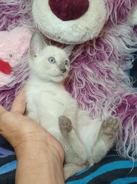 Zoe A Girl Lilac Point Siamese photo 3
