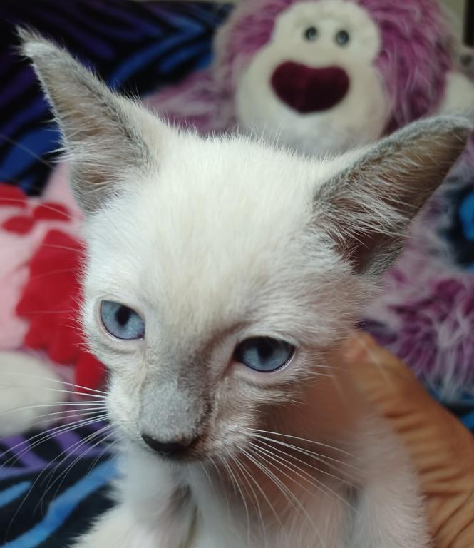 Zoe A Girl Lilac Point Siamese photo 5
