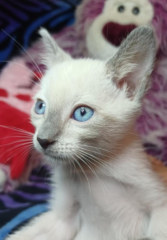 Zoe A Girl Lilac Point Siamese photo 1