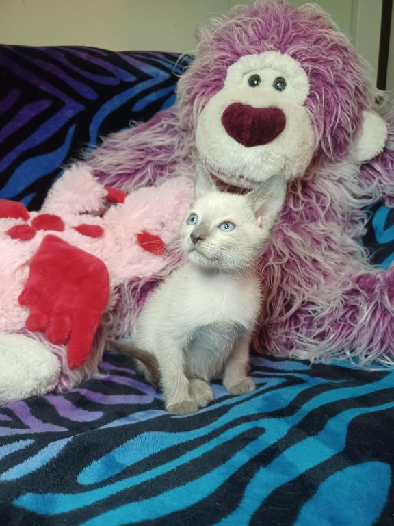 Zoe A Girl Lilac Point Siamese photo 2