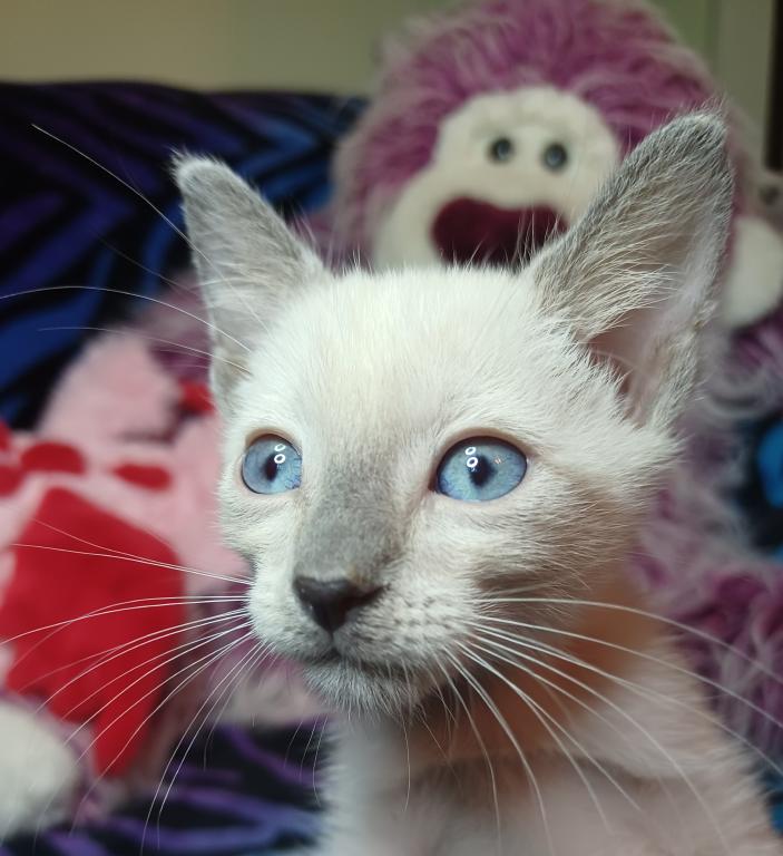 Zoe A Girl Lilac Point Siamese photo 4
