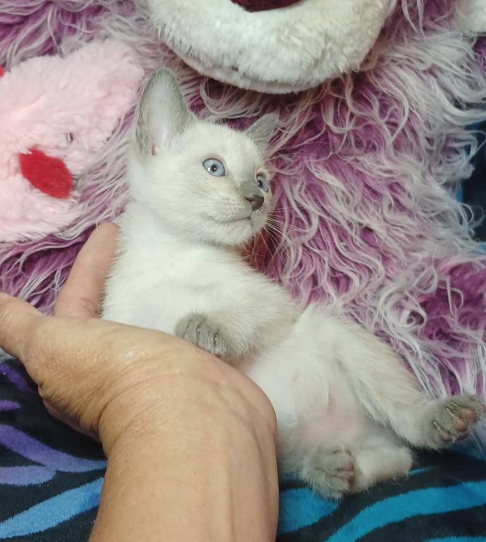 Zoe A Girl Lilac Point Siamese photo 6