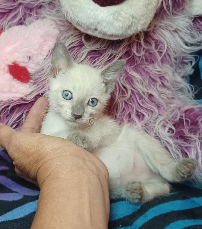 Zoe A Girl Lilac Point Siamese photo 8