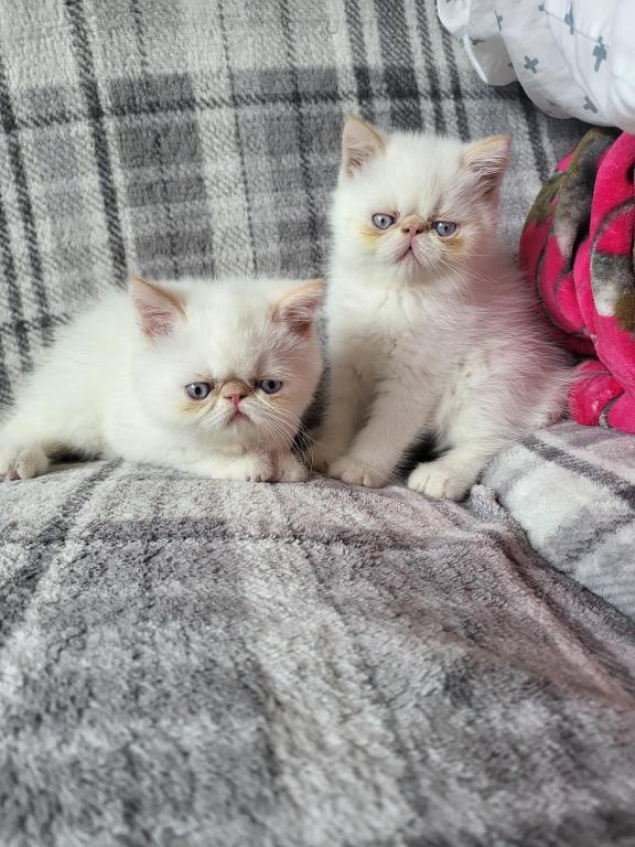 Flame Point Himalayan Male Kitten photo 2
