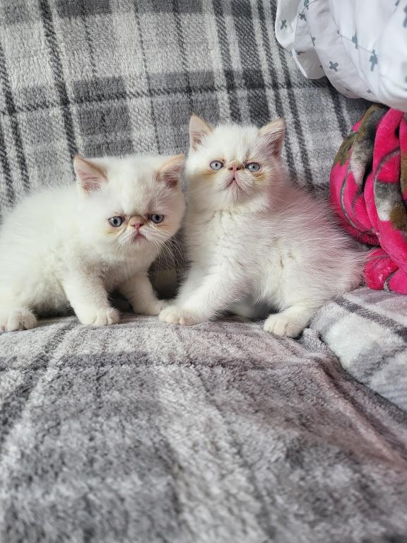 Flame Point Himalayan Male Kitten photo 3