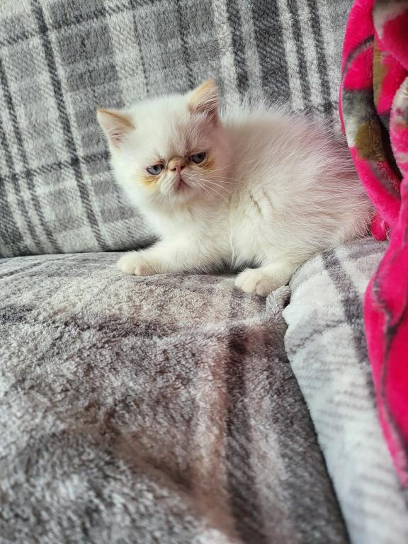 Flame Point Himalayan Male Kitten photo 4