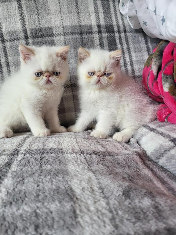 Flame Point Himalayan Male Kitten photo 1