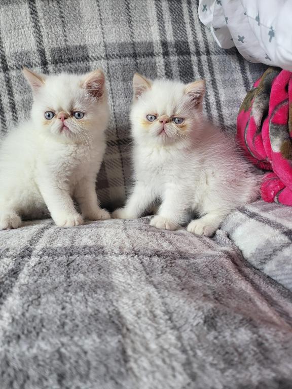 Flame Point Himalayan Male Kitten photo 5