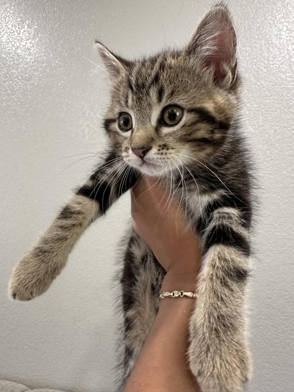 Milo photo 1
