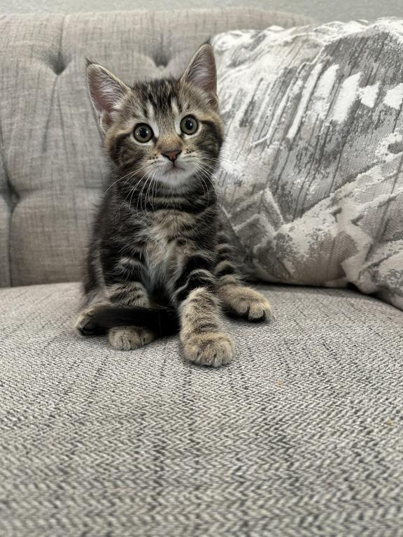 Milo photo 2