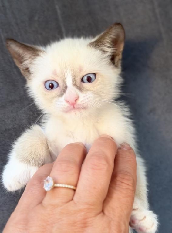 Siamese Kitten photo 4