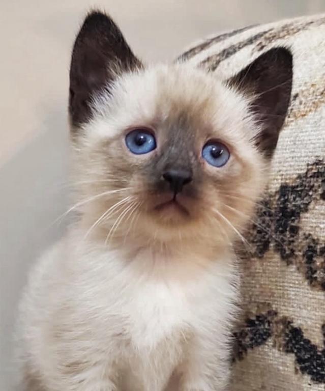 Siamese Kitten