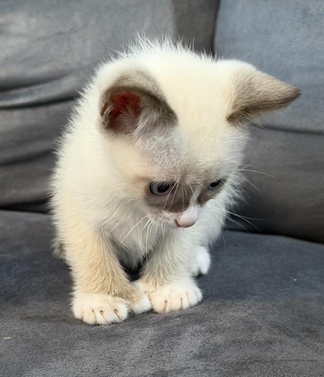 Siamese Kitten