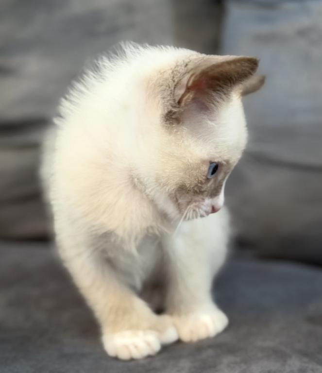 Siamese Kitten photo 3