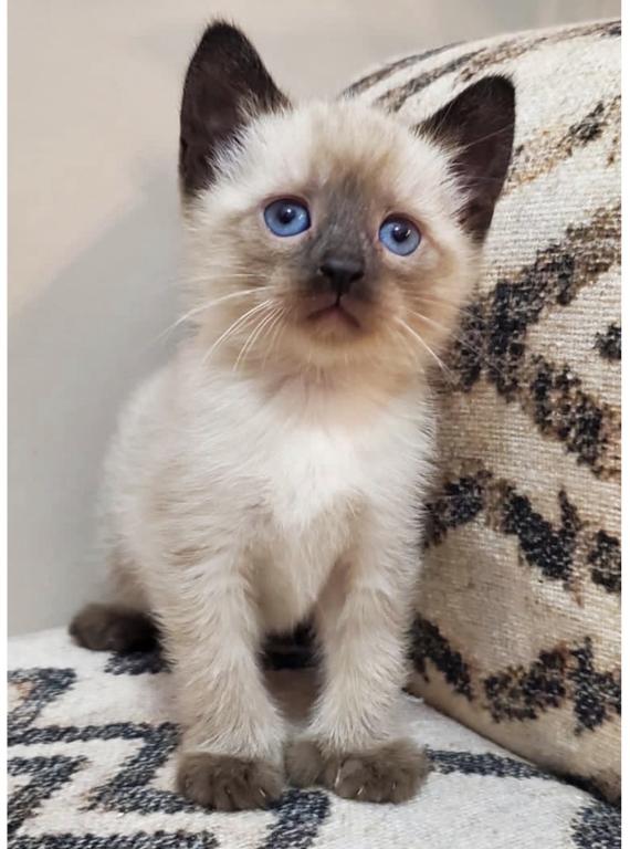 Siamese Kitten photo 3