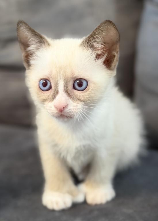 Siamese Kitten photo 2