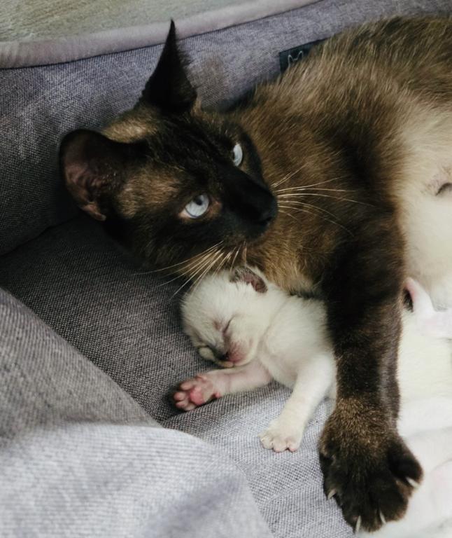Siamese Kitten photo 6