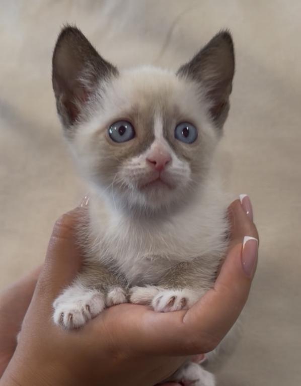 Siamese Kitten photo 5