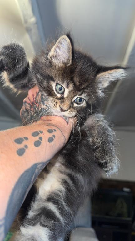 MaleMaineCoon photo 5