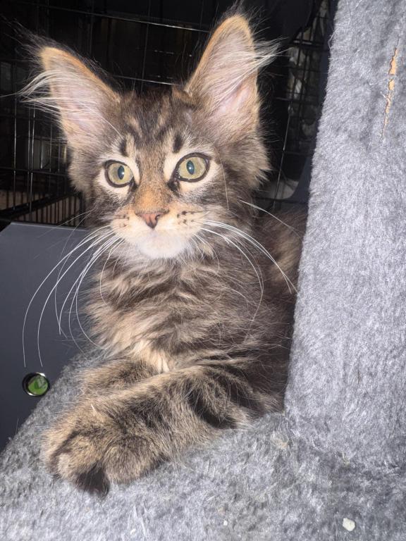 MaleMaineCoon photo 2