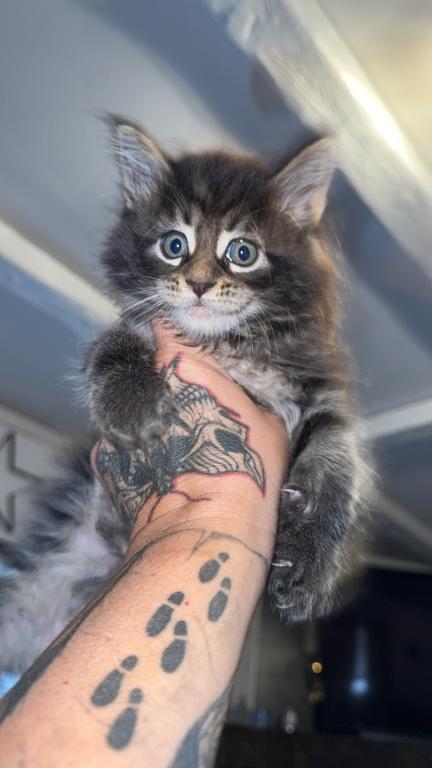 MaleMaineCoon photo 6