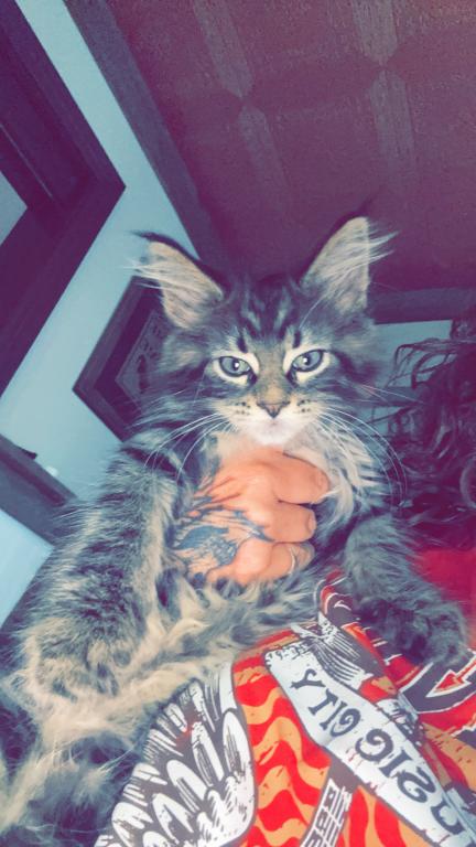 MaleMaineCoon photo 4
