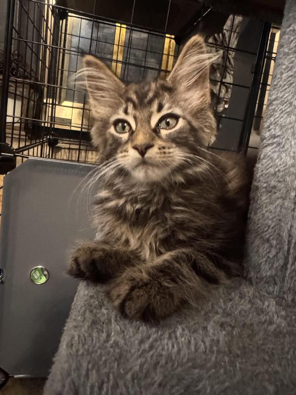 MaleMaineCoon photo 3
